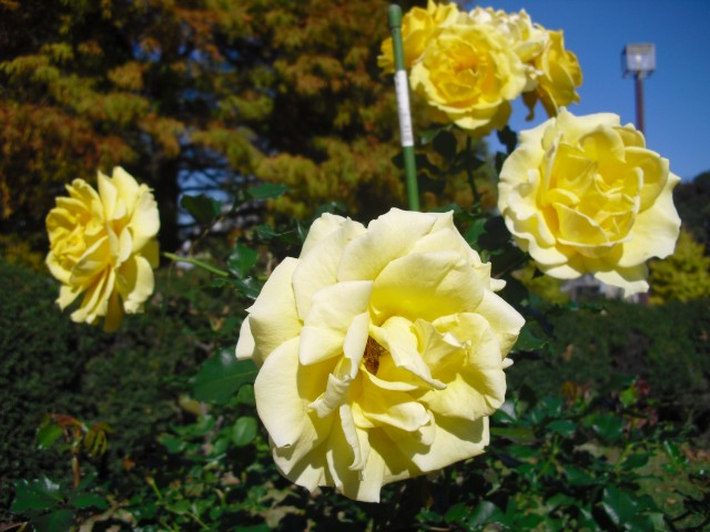 blog_141115-3