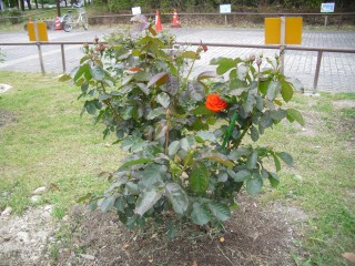 blog_150430-4