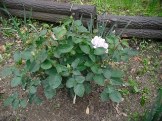 blog_150430-6