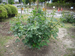 blog_150430-7