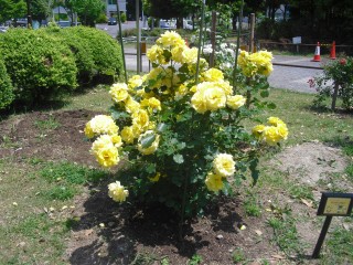blog_150517-6