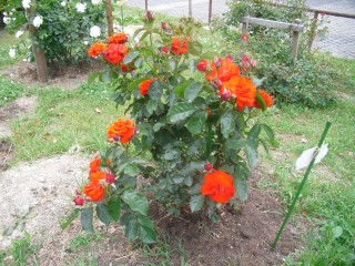 blog_150517-7