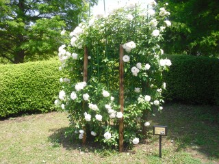blog_150517-8