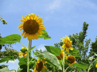 blog_150822-5