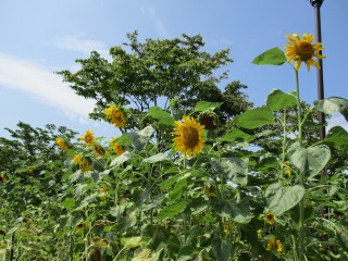 blog_150822-6