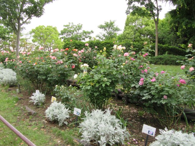 blog_170519-3