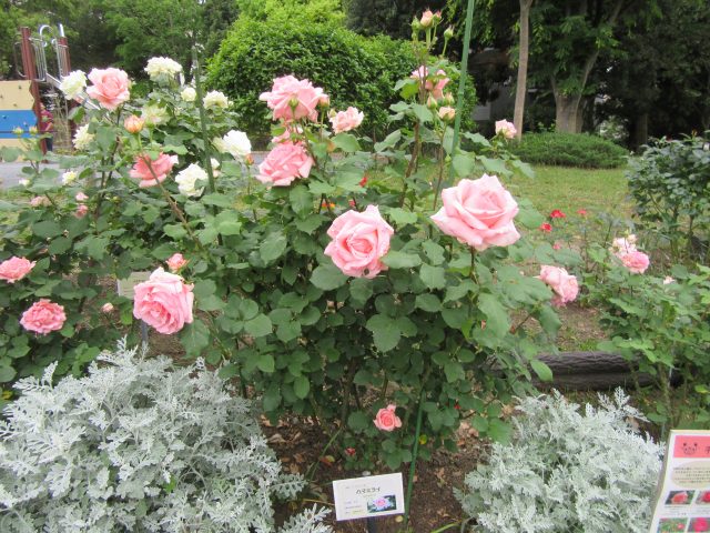 blog_170519-4