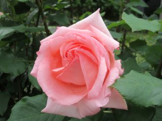 blog_170519-5