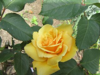 blog_170519-7
