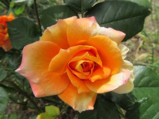 blog_170519-8