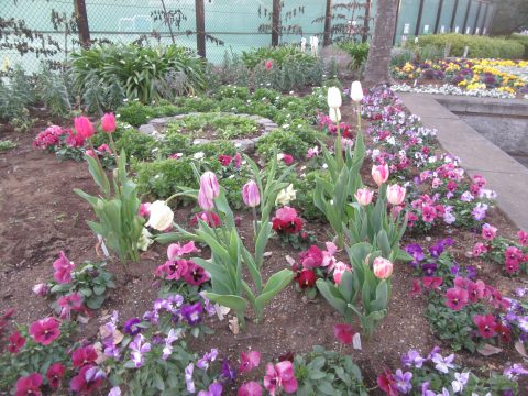 公園だより 日野中央公園