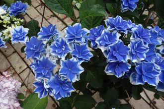 主催イベント:相模原麻溝公園 開園40周年記念 オリジナルアジサイ命名プロジェクトの画像