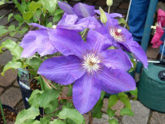 主催イベント：クレマチスフェア2026の画像