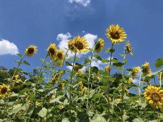 公園だより最新投稿写真