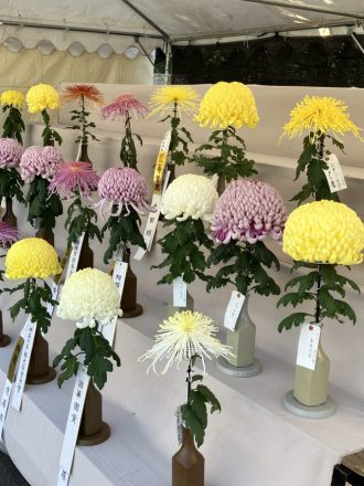 公園だより最新投稿写真