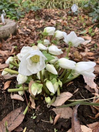 公園だより最新投稿写真