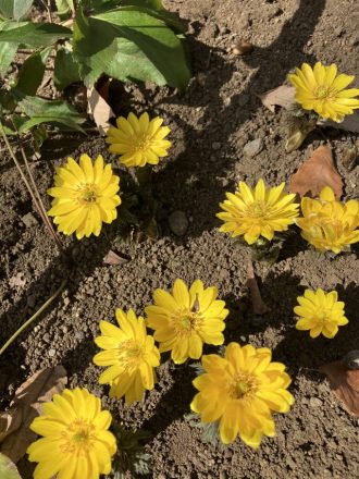 公園だより最新投稿写真