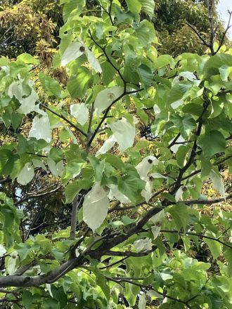 公園だより最新投稿写真