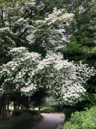 公園だより最新投稿写真