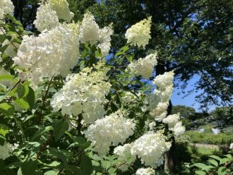 公園だより最新投稿写真