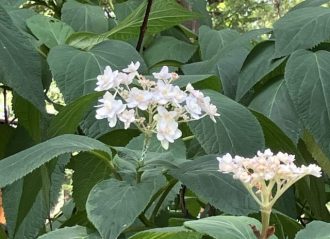 公園だより最新投稿写真