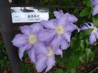 公園だより最新投稿写真