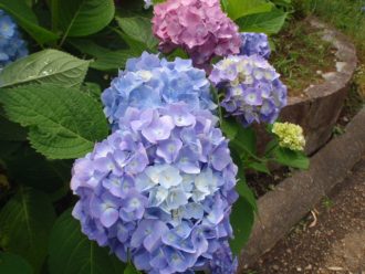 公園だより最新投稿写真