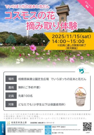 主催イベント：コスモスの花摘み取り体験（11月15日土曜日）の画像