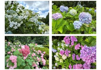 公園だより最新投稿写真