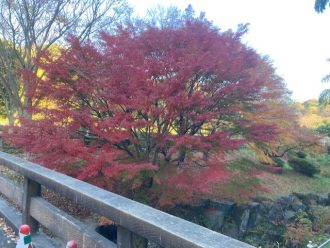 公園だより最新投稿写真