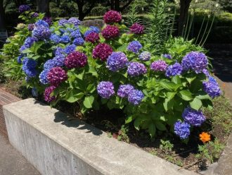 公園だより最新投稿写真