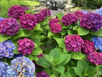 公園だより最新投稿写真