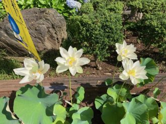 公園だより最新投稿写真