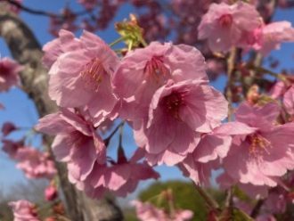 公園だより最新投稿写真