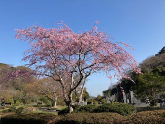 公園だより最新投稿写真