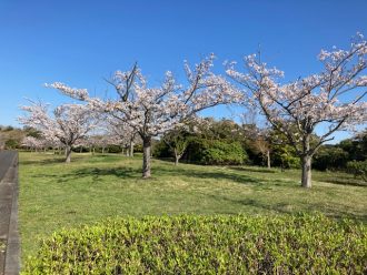公園だより最新投稿写真