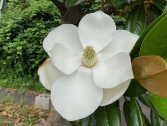 公園だより最新投稿写真