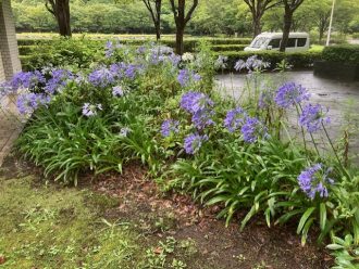 公園だより最新投稿写真