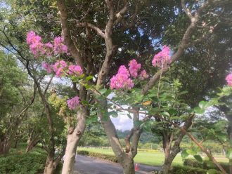 公園だより最新投稿写真