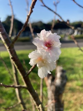 公園だより最新投稿写真