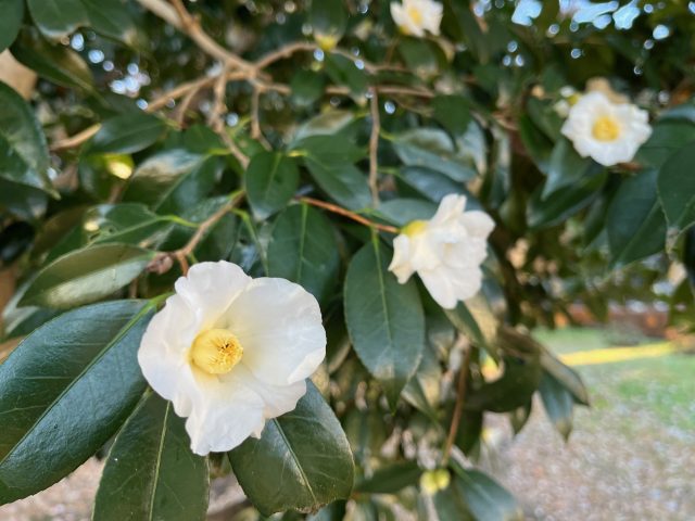 公園だより｜ 道保川公園