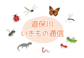 公園だより最新投稿写真