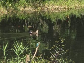 公園だより最新投稿写真