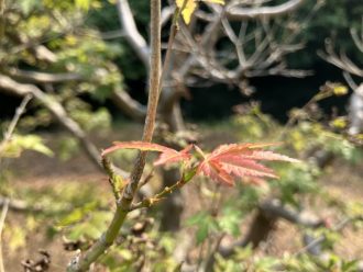 公園だより最新投稿写真