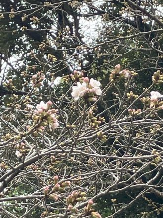 公園だより最新投稿写真