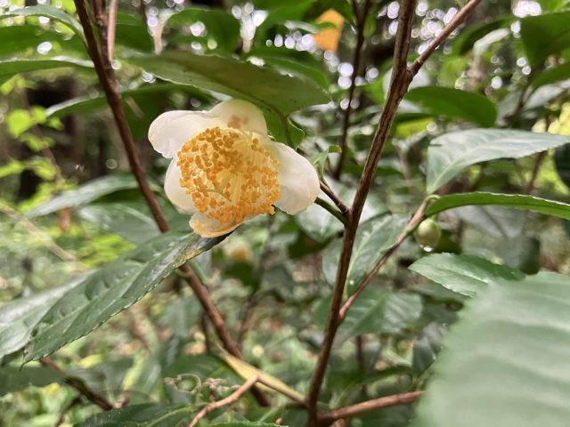 レア 希少 怪奇植物 スフラン ソフビアマプロ しょうの企画 庄野企画 2005 World Plants Report ex Japan ワールドプランツレポート 植物 多肉