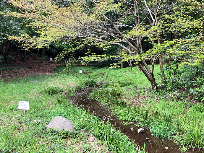 山野草観察ゾーンの写真