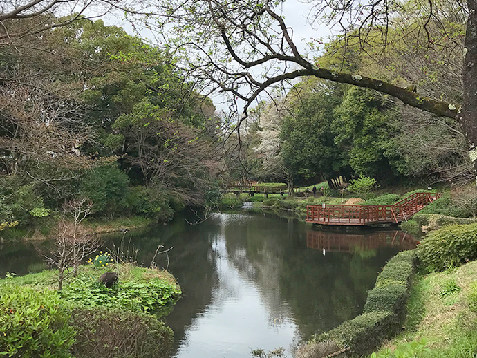 水鳥の池の写真