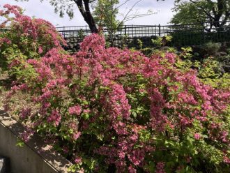 公園だより最新投稿写真