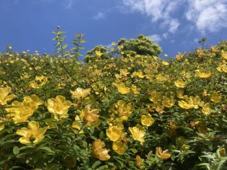公園だより最新投稿写真